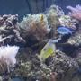 saltwater fish - chromis viridis - blue/green reef chromis stocking in 500 gallons tank - Half of tank due to file size... 3 months