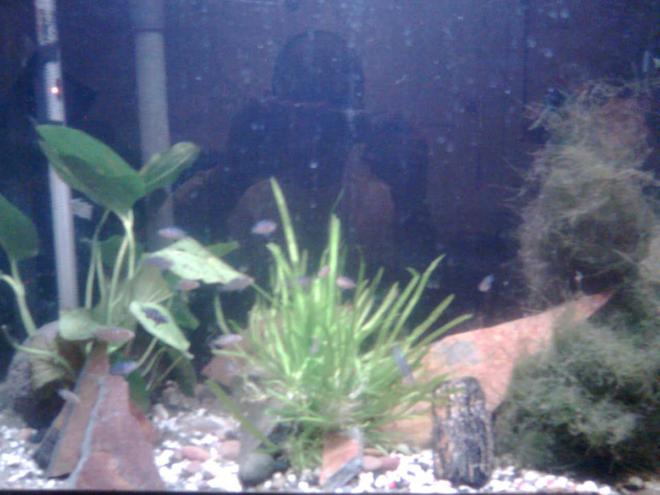 60 gallons planted tank (mostly live plants and fish) - planted tank for all my african fry