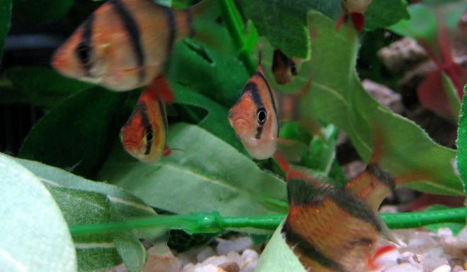 freshwater fish - puntius tetrazona - tiger barb stocking in 20 gallons tank - Picture of my tiger barbs. I think they are adorable!