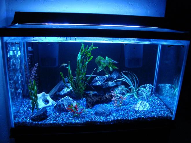 55 gallons freshwater fish tank (mostly fish and non-living decorations) - 55 gallon community tank. Check out my other photos to see the homemade LED nightlight!