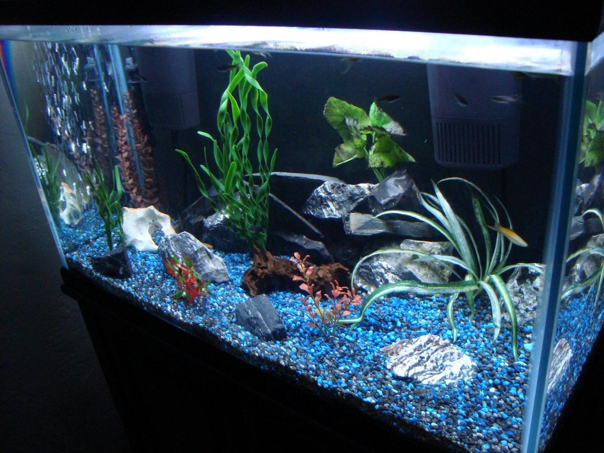 fish tank picture - Side angle