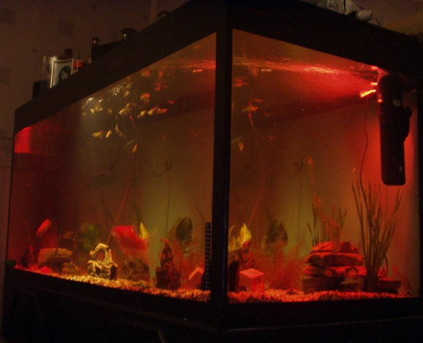 Rated #3915: 240 Gallons Freshwater Fish Tank - our 5ft fish tank at night