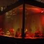 240 gallons freshwater fish tank (mostly fish and non-living decorations) - our 5ft fish tank at night