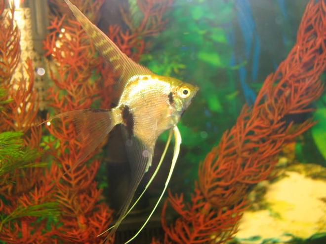 freshwater fish - pterophyllum scalare - marble angel fish stocking in 5 gallons tank - Marbled angle