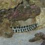 saltwater fish - echidna nebulosa - snowflake eel stocking in 75 gallons tank - Snowflake Eel