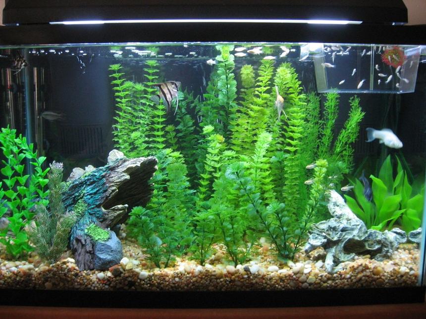 Rated #1720: 40 Gallons Freshwater Fish Tank - the old tank