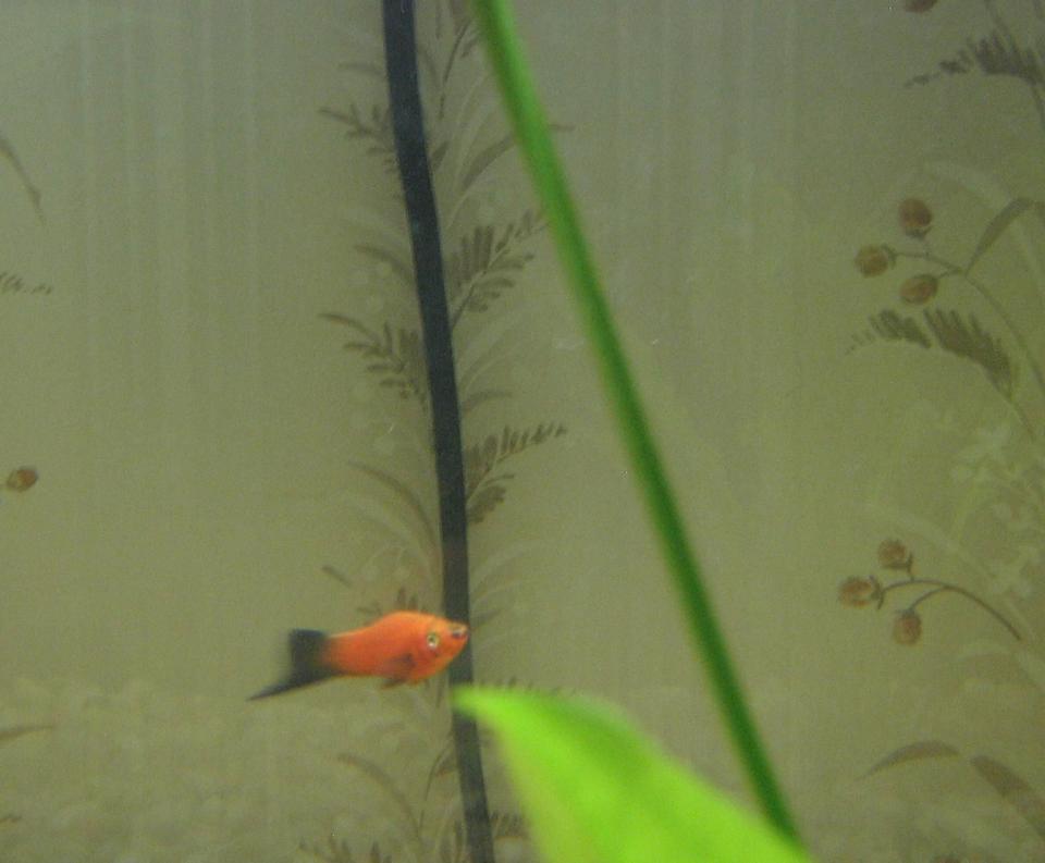 freshwater fish - xiphophorus maculatus - red wag platy stocking in 50 gallons tank - This is King Henry (named for his fatness). RIP