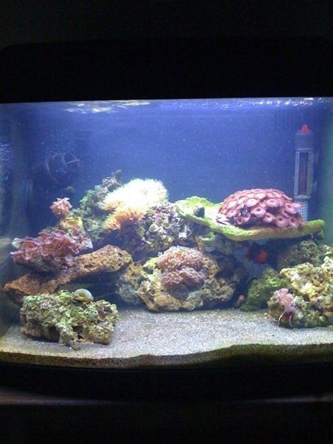 29 gallons reef tank (mostly live coral and fish) - Coral Banded shrimp in the rocks, Zoo's, Hammer Coral, Pulsing Xenia, Star polyps, One feather duster. I forget the name of the frag in the top left. One Fire Clown, 10 turbo snails, One red legged hermit crab, 8 blue leg hermits.