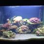 29 gallons reef tank (mostly live coral and fish) - Coral Banded shrimp in the rocks, Zoo's, Hammer Coral, Pulsing Xenia, Star polyps, One feather duster. I forget the name of the frag in the top left. One Fire Clown, 10 turbo snails, One red legged hermit crab, 8 blue leg hermits.