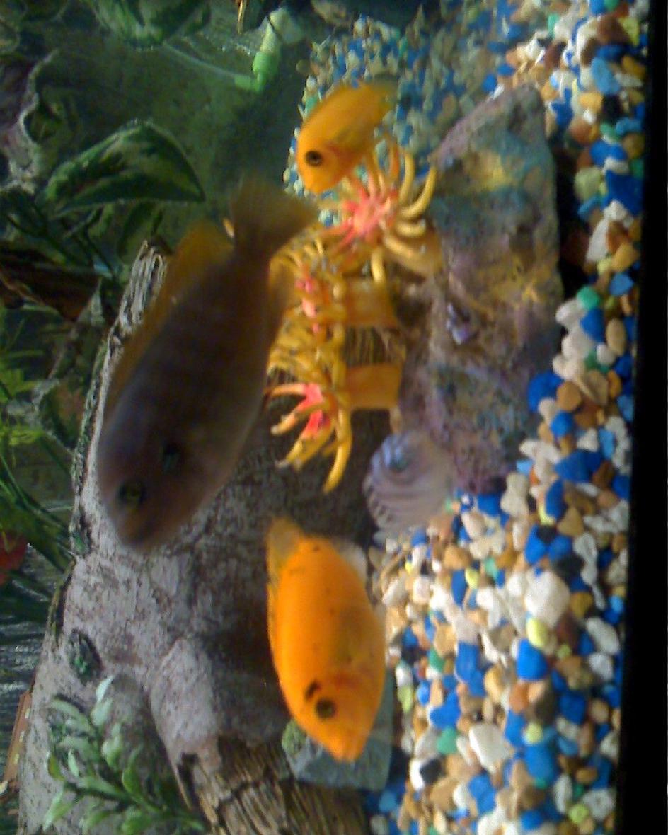 freshwater fish - labidochromis sp. - hongi stocking in 90 gallons tank - my fish