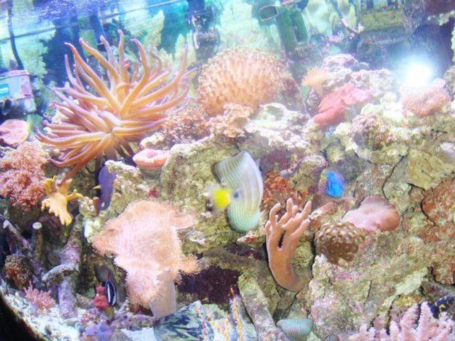 corals inverts - macrodactyla doreensis - long tentacle anemone stocking in 46 gallons tank - side view