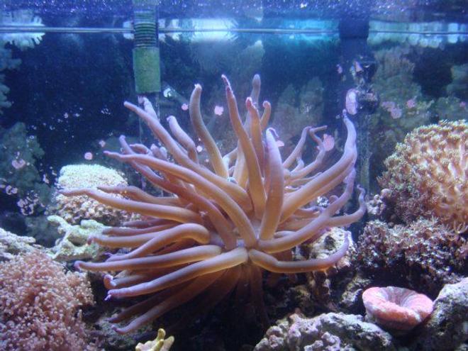 corals inverts - macrodactyla doreensis - long tentacle anemone stocking in 46 gallons tank - this monster ate our coral banded shrimp