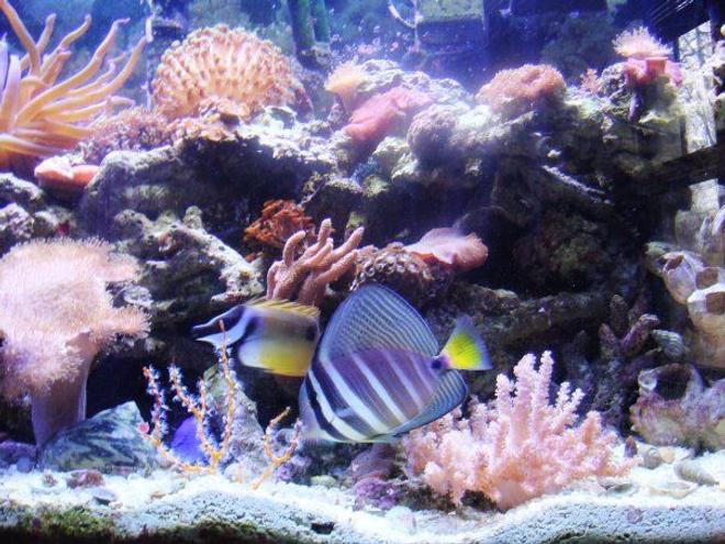 saltwater fish - zebrasoma veliferum - sailfin tang stocking in 46 gallons tank - foxface abd sailfin tang