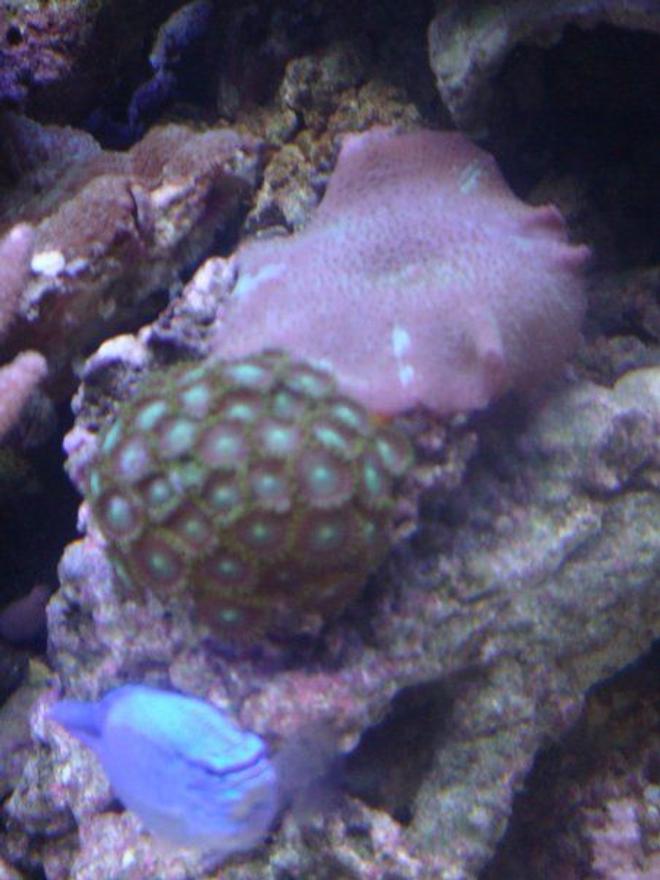 corals inverts - zoanthus sp. - colony polyp stocking in 46 gallons tank - mushroom and zoa with blue damsel cameo
