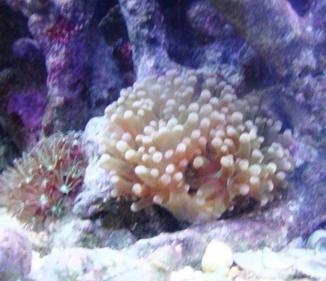 corals inverts - euphyllia paradivisa - frogspawn coral - branched stocking in 46 gallons tank - newest addition green/purple frogspawn