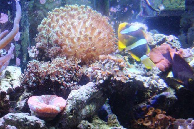 corals inverts - alveopora sp. - alveopora coral stocking in 46 gallons tank - clown fish with the new flowerpot coral