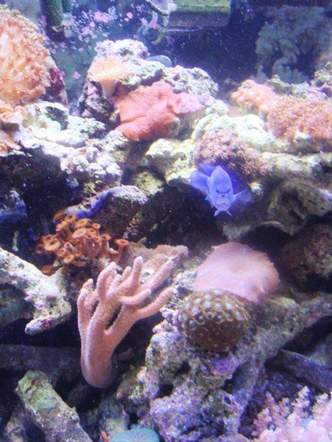 saltwater fish - chrysiptera cyanea - blue damselfish stocking in 46 gallons tank - the blue damsel is a ham