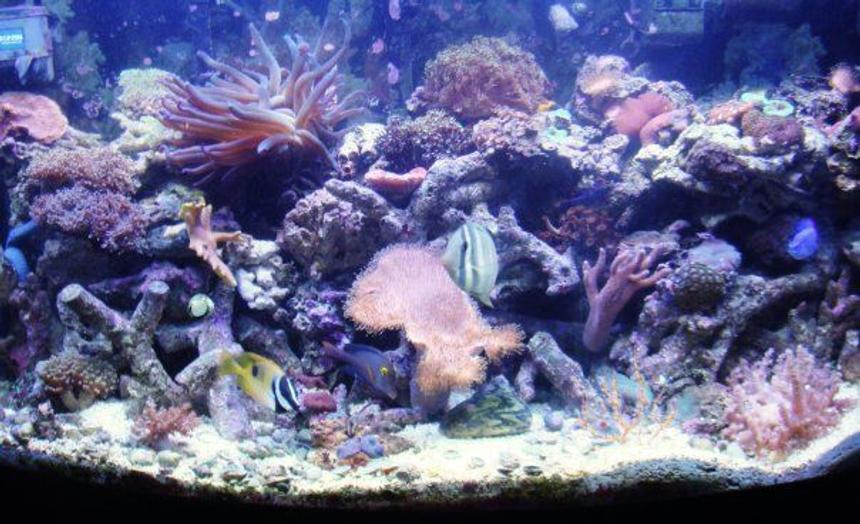 Rated #99: 46 Gallons Reef Tank - 46 gallon bow front tank