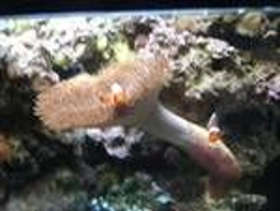 corals inverts - sarcophyton sp. - toadstool mushroom leather coral stocking in 46 gallons tank - Clowns hosting leather coral for about 3 months now.