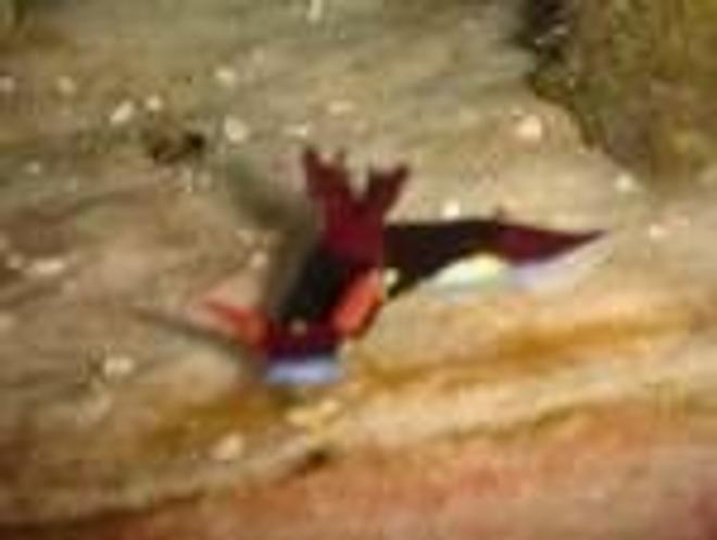 corals inverts - tridachia crispata - lettuce sea slug stocking in 46 gallons tank - colored sea slug