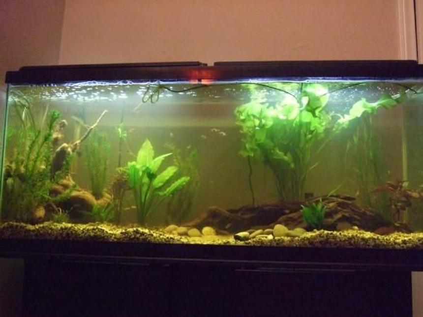 Rated #214: 55 Gallons Planted Tank - 55 Gallon planted aquarium