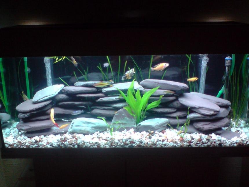 Rated #1072: 70 Gallons Freshwater Fish Tank - Malawi fish tank