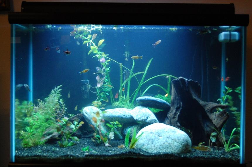 Rated #149: 50 Gallons Planted Tank - This is a very natural looking tank with wood, rocks and all live plants.  This tank houses 15 fish.   There are many  crevices and fun places for the fish to swin and hide out.  The tank light simulates dawn, day, twilight, and moon light.