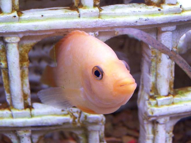 freshwater fish - amphilophus citrinellus - midas cichlid stocking in 55 gallons tank - Midas