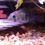 freshwater fish - aequidens rivulatus - green terror stocking in 55 gallons tank - young Green Terror