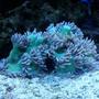 corals inverts - catalaphyllia jardinei - elegance coral stocking in 120 gallons tank - elegance