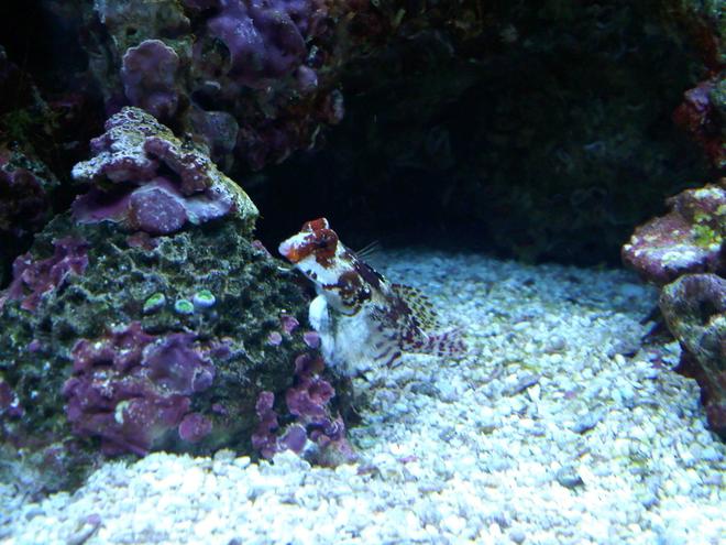 saltwater fish - synchiropus ocellatus - scooter blenny stocking in 120 gallons tank - red scooter blennie and zoos