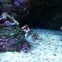 saltwater fish - synchiropus ocellatus - scooter blenny stocking in 120 gallons tank - red scooter blennie and zoos