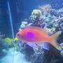 saltwater fish - pseudoanthias pleurotaenia - squareback anthias stocking in 120 gallons tank - square back anthias