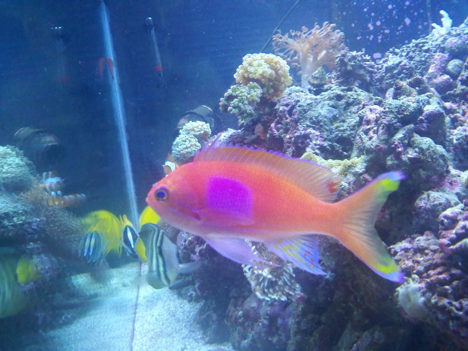 saltwater fish - pseudoanthias pleurotaenia - squareback anthias stocking in 120 gallons tank - square back anthias