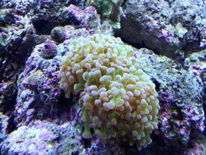 corals inverts - euphyllia paradivisa - frogspawn coral - branched stocking in 120 gallons tank - pink tipped frogspawn