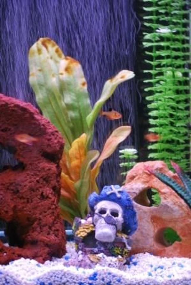 freshwater fish - hyphessobrycon callistus - red minor serpae tetra stocking in 37 gallons tank - Smile for a close up...Show me some teeth!