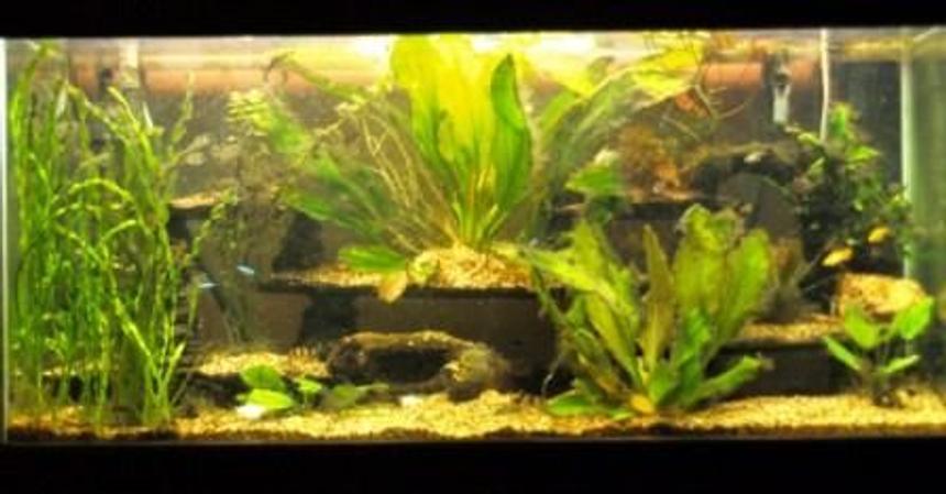 Rated #173: 80 Gallons Planted Tank - 80 gallon low tech tank