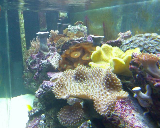 corals inverts - sarcophyton elegans - yellow fiji leather coral stocking in 55 gallons tank - my reef