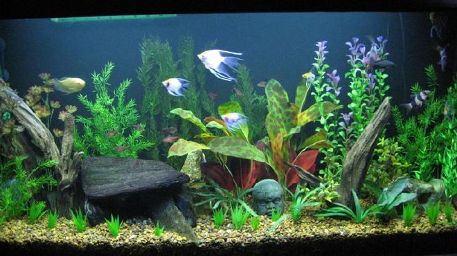 65 gallons freshwater fish tank (mostly fish and non-living decorations) - 65 gallon Angelfish community tank.  Acrylic Tank is 4 feet long by 2 feet tall with better lighting
