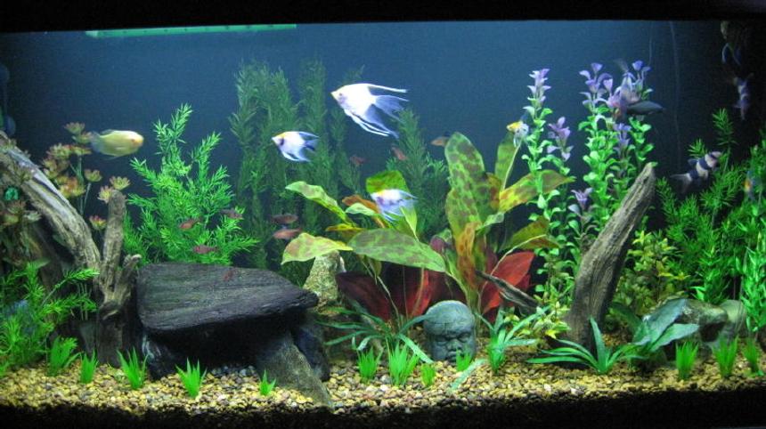 Rated #55: 65 Gallons Freshwater Fish Tank - 65 gallon Angelfish community tank.  Acrylic Tank is 4 feet long by 2 feet tall with better lighting