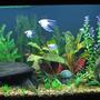 65 gallons freshwater fish tank (mostly fish and non-living decorations) - 65 gallon Angelfish community tank. Acrylic Tank is 4 feet long by 2 feet tall with better lighting