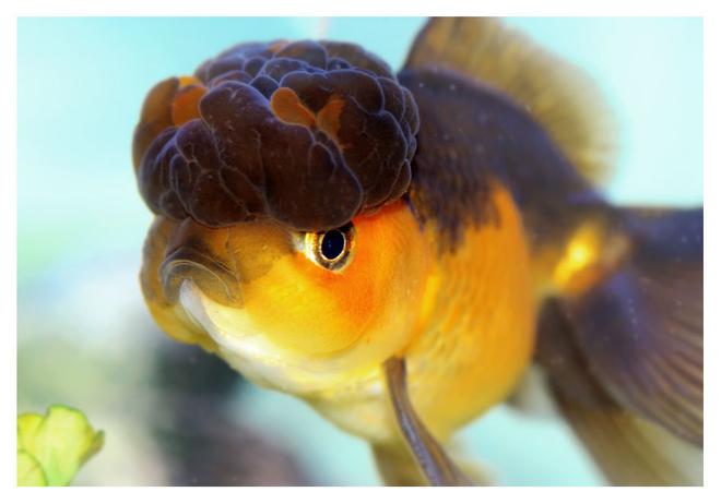 freshwater fish - carassius auratus - chocolate oranda goldfish stocking in 72 gallons tank - oranda