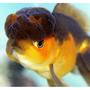 freshwater fish - carassius auratus - chocolate oranda goldfish stocking in 72 gallons tank - oranda