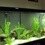 fish tank picture - just getting started..... no fish yet...