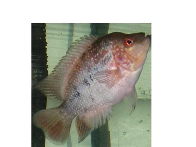 freshwater fish - cichlasoma sp. - flower horn cichlid stocking in 90 gallons tank - 3 MONTH OLD MALE FLOWERHORN