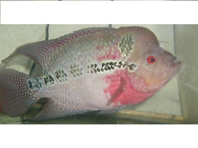 freshwater fish - cichlasoma sp. - flower horn cichlid stocking in 90 gallons tank - 8 MONTH OLD MALE FLOWERHORN