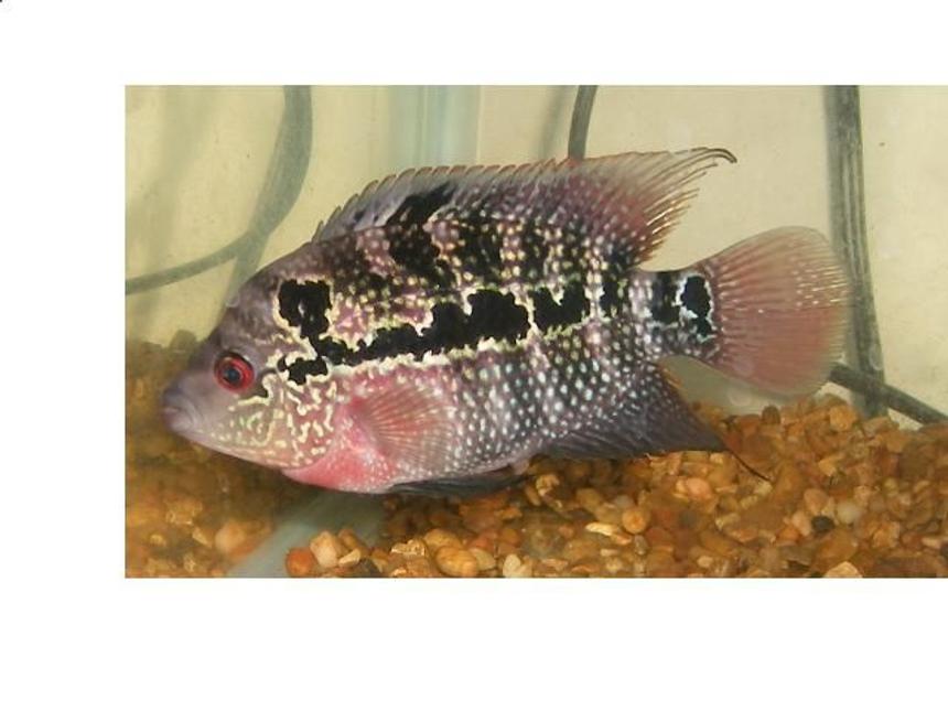Rated #958: Freshwater Fish - Cichlasoma Sp. - Flower Horn Cichlid Stocking In 90 Gallons Tank - 4 MONTH OLD FEMALE FLOWERHORN