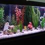 55 gallons freshwater fish tank (mostly fish and non-living decorations) - 55 gallon tank