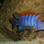 freshwater fish - labidochromis sp. - hongi stocking in 180 gallons tank - Labidochromis Hongi