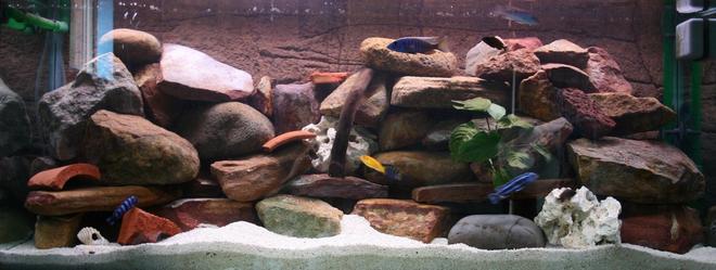 50 gallons freshwater fish tank (mostly fish and non-living decorations) - My four-foot African community set-up.